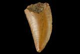 Serrated, Raptor Tooth - Real Dinosaur Tooth #133409-1